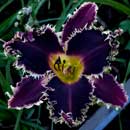 Spacecoast Fear The Reaper Daylily